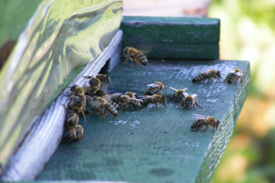 На Тернопільщині староста села зловив 14 бджолиних роїв