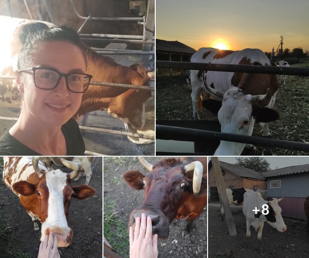 Корови на молочній фермі, Харківська область