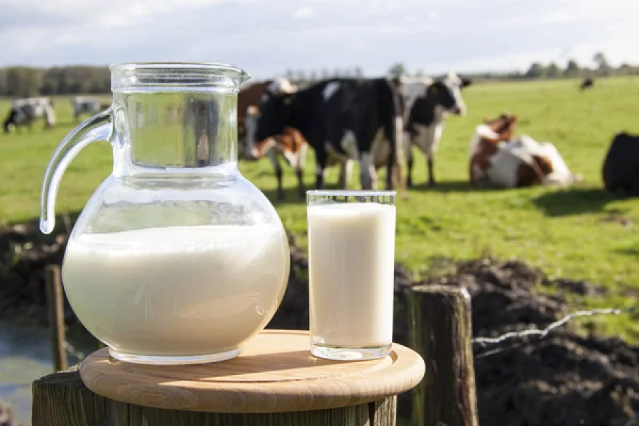 Водянисте молоко може означати хворобу корови — досвід