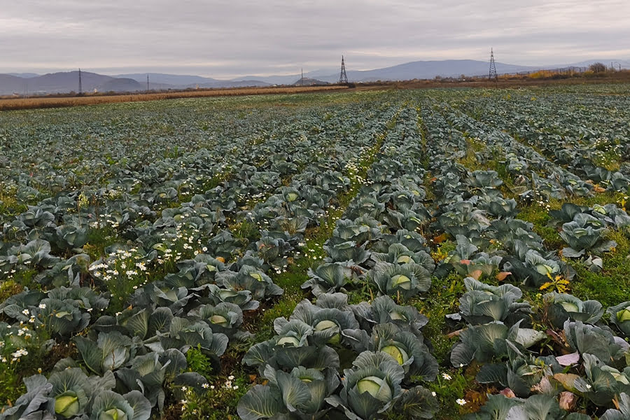 На Закарпатті фермер започаткував вирощування капусти на 7 гектарах