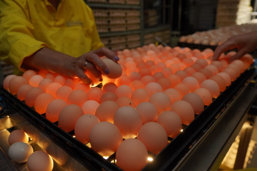 Для інкубації беруть яйця старіших курей  — експерти