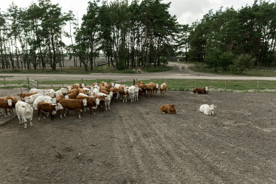 На Черкащині у селян забрали пасовища для корів