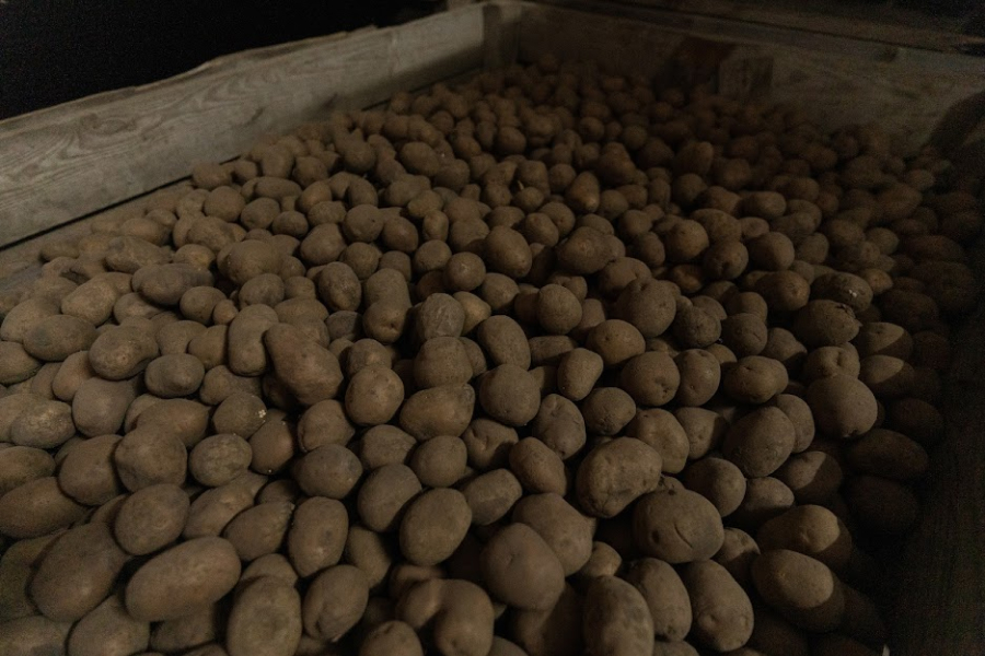 Якісне облаштування сховища забезпечить тривале зберігання картоплі