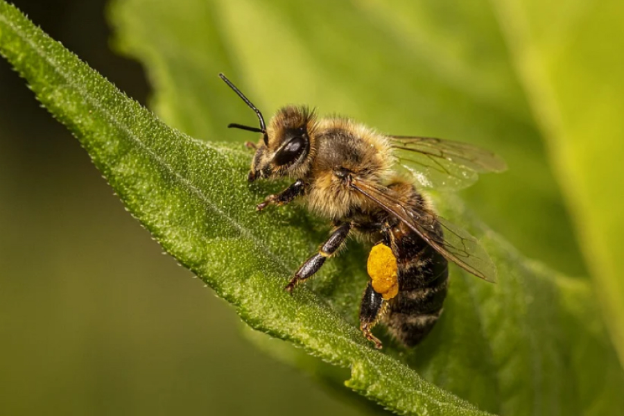 На Херсонщині окупанти постраждали від українських бджіл