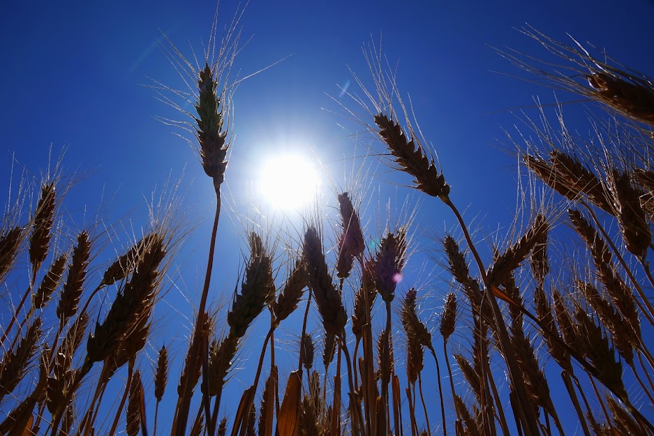Запасів пшениці у світі вистачить усього на 10 тижнів — ООН