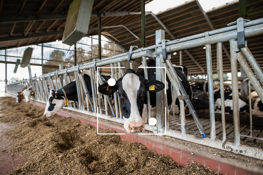 Штучний інтелект на фермі: як технологія CattleEye заощаджує українським молочникам тисячі євро
