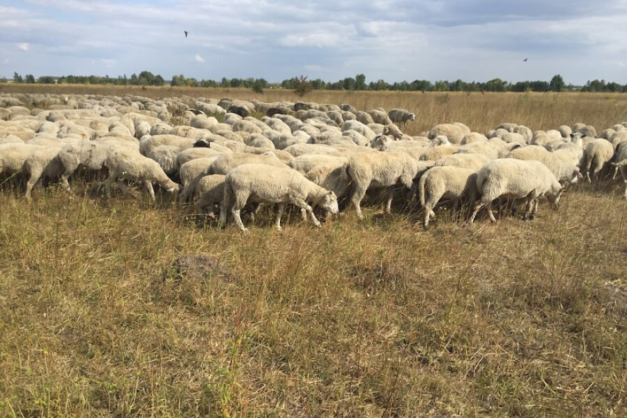 На Львівщині зниклих овець знайшли грибники сусіднього села