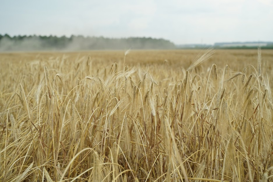 На Миколаївщині пожежа знищила 20 га пшениці