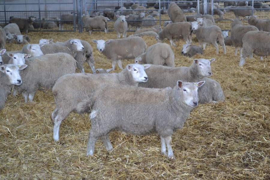 Дотації на утримання кіз та овець вже нараховані  — Мінагро