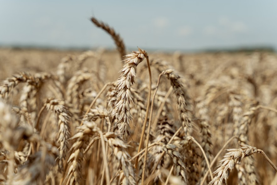 З Луганщини окупанти вивезли 200 тисяч тонн зерна нового врожаю