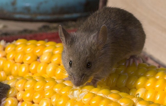 Миша на кукурудзі
