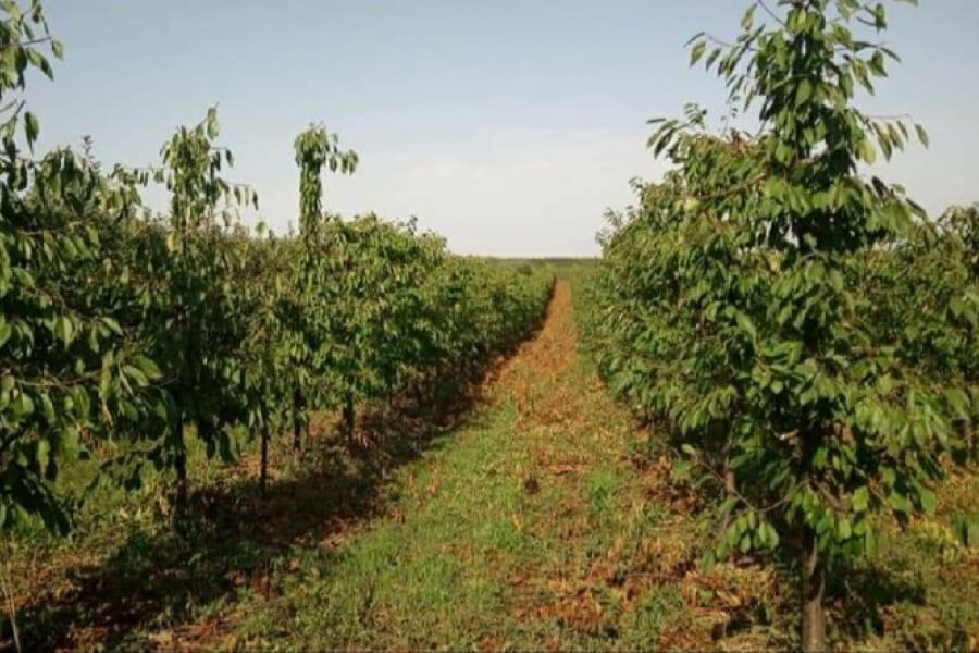 На Буковині з'явиться яблуневий сад за півмільйона гривень