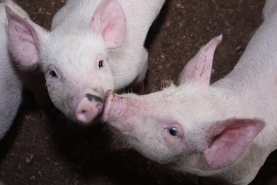 В Україні зросла закупівельна ціна живця свиней