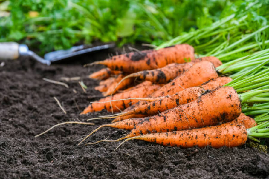 Моркву під зиму варто сіяти в листопаді — поради