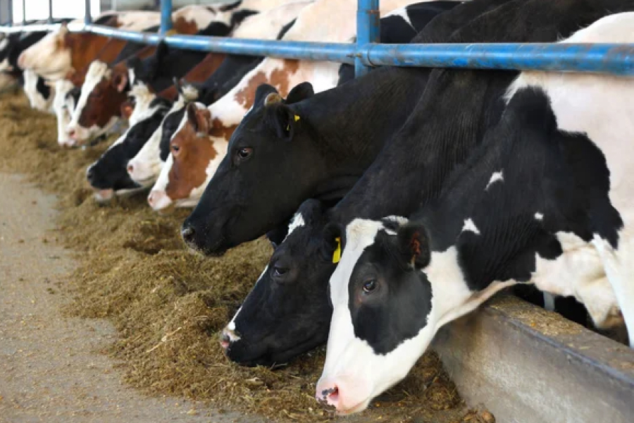 Чортківська громада виплачуватиме щорічно по 2500 грн за корову