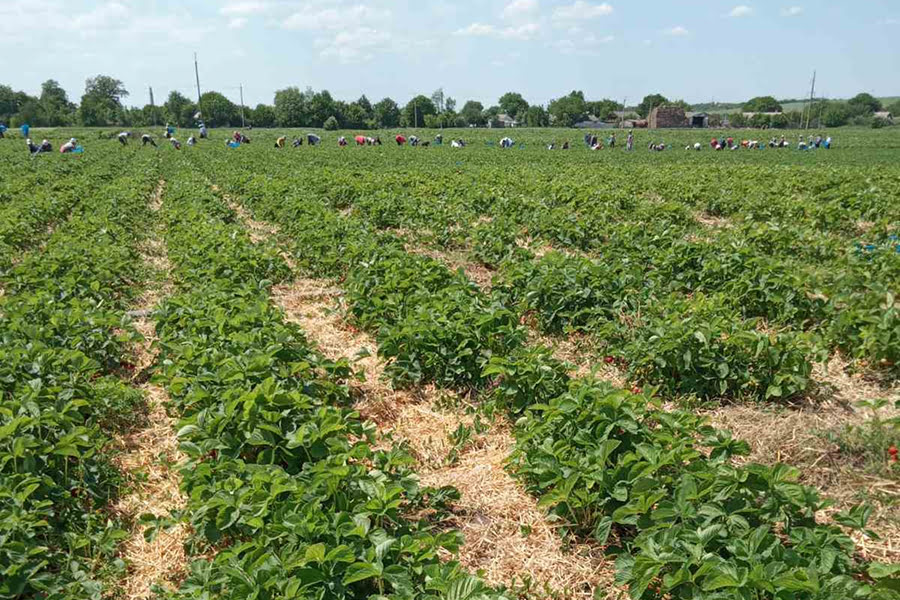 Під Києвом запрацює новий завод з переробки та заморозки ягід