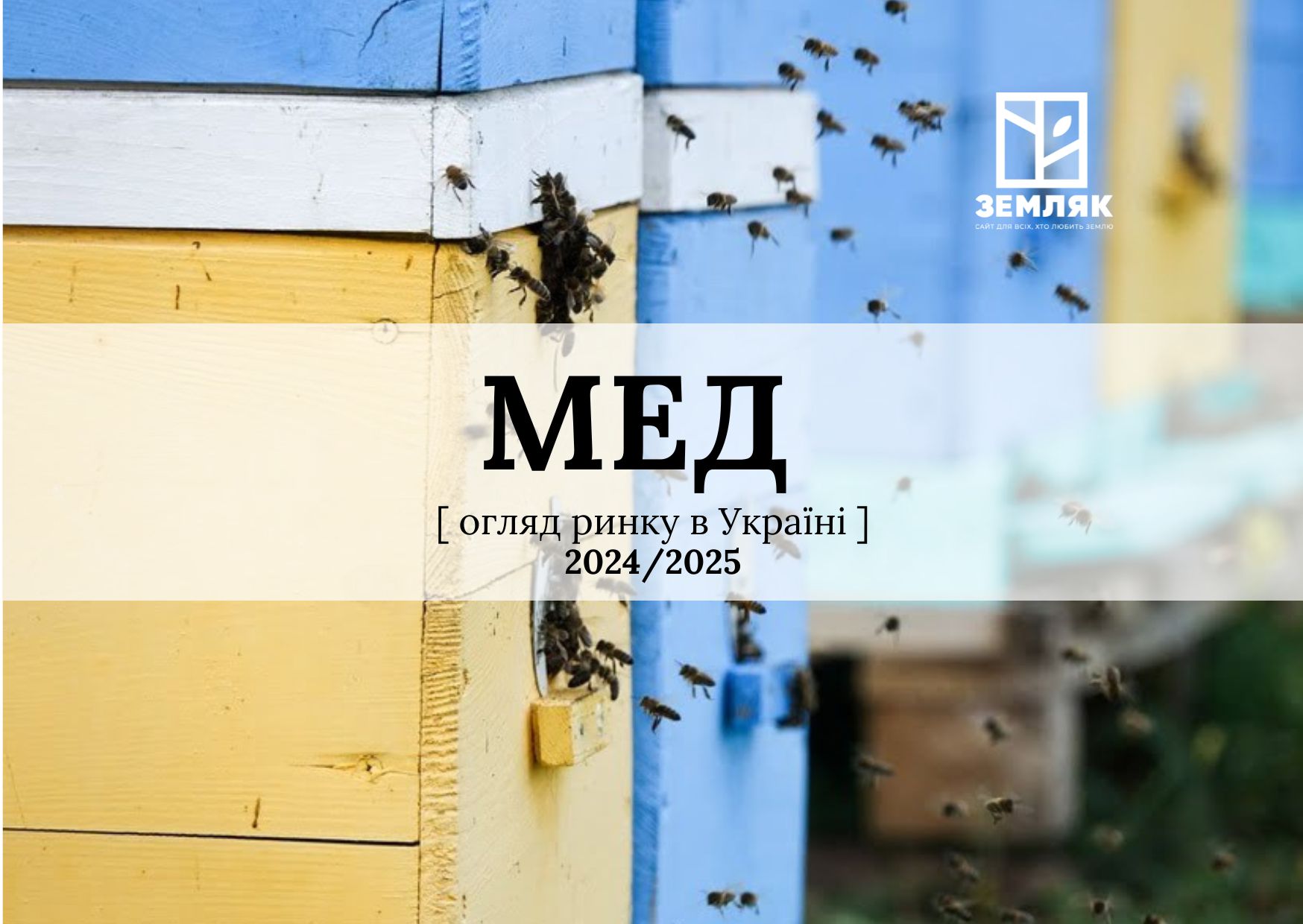 Медовий парадокс України: чому пасік стає менше, а експорт б’є рекорди?