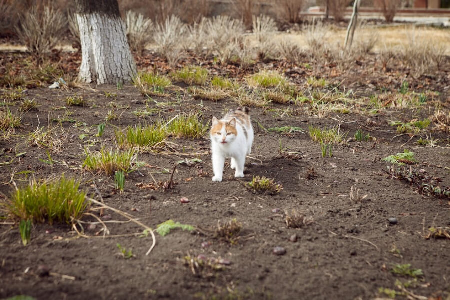 На Тернопільщині виявили сказ у кота
