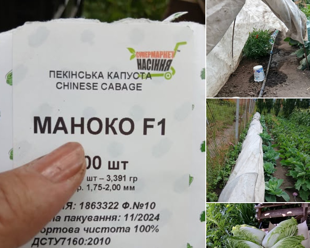 Насіння і посів пекінської капусти