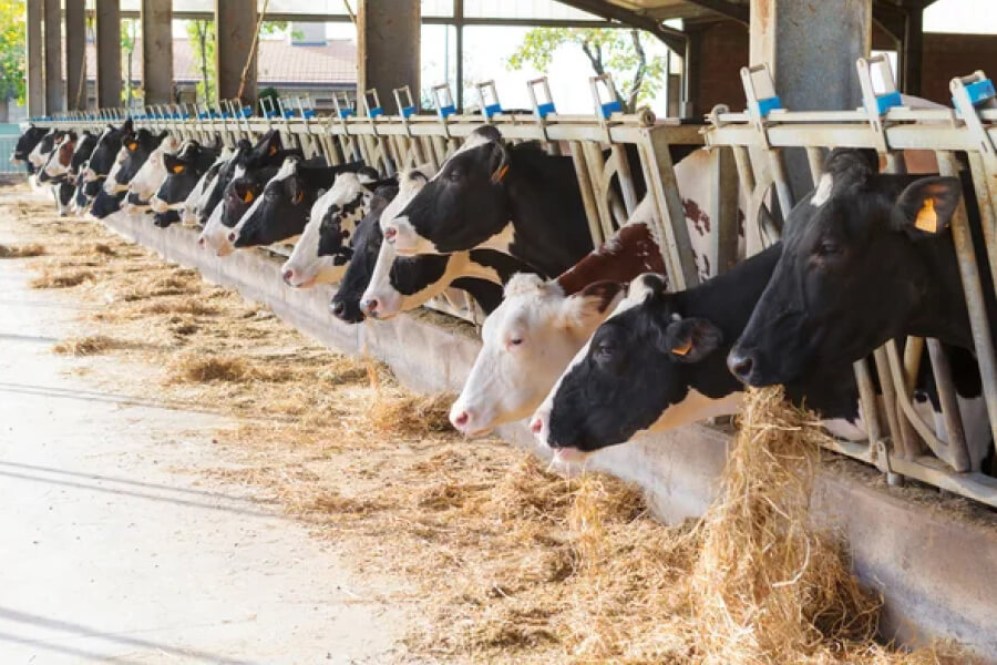 Ічнянський молокозавод планує побудувати власну молочну ферму