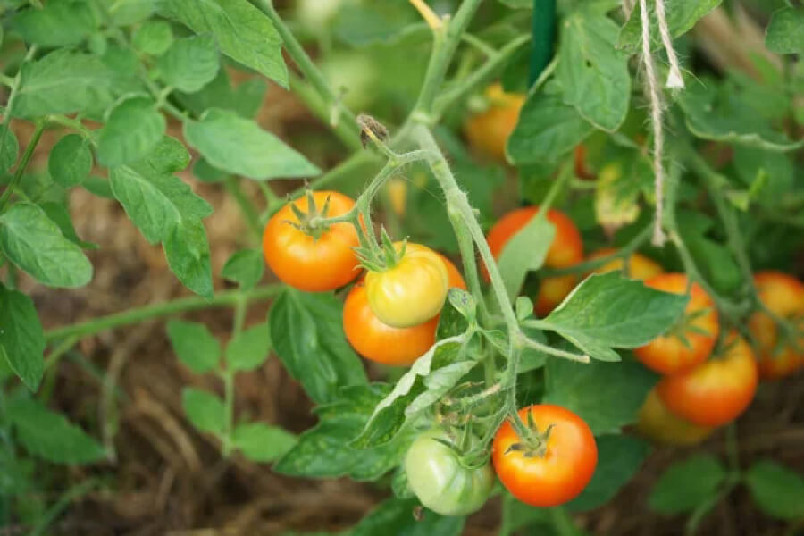 Городникам розповіли, чим обробити помідори для врожайності