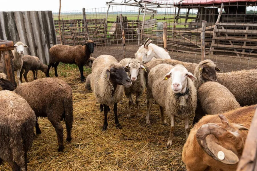 Сироварня на Дніпропетровщині стала прихистком для 600 тварин