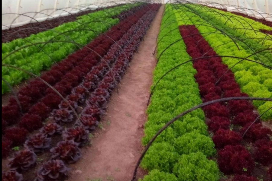 На Запоріжжі фермери продають салати та овочі через соц мережі