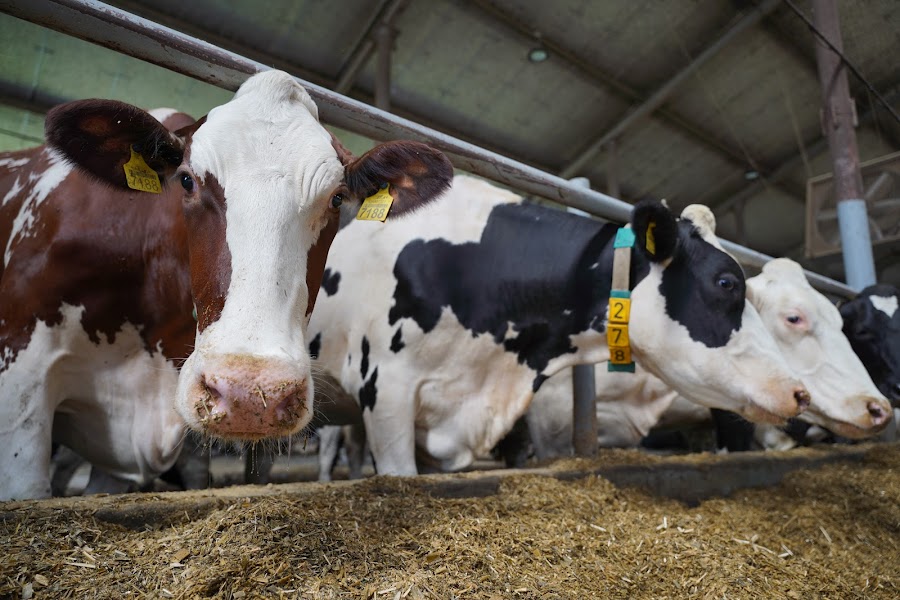 За час повномасштабного вторгнення Україна втратила понад 170 тис. голів корів
