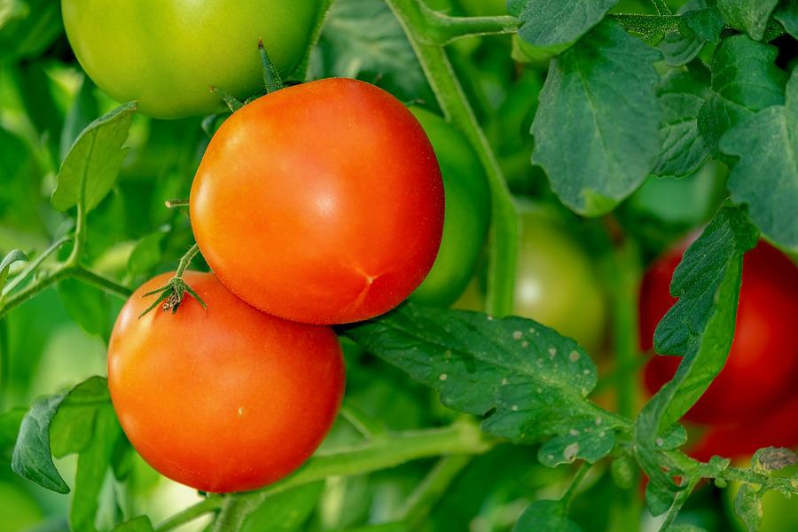 Похолодання провокує ріст цін на тепличні помідори
