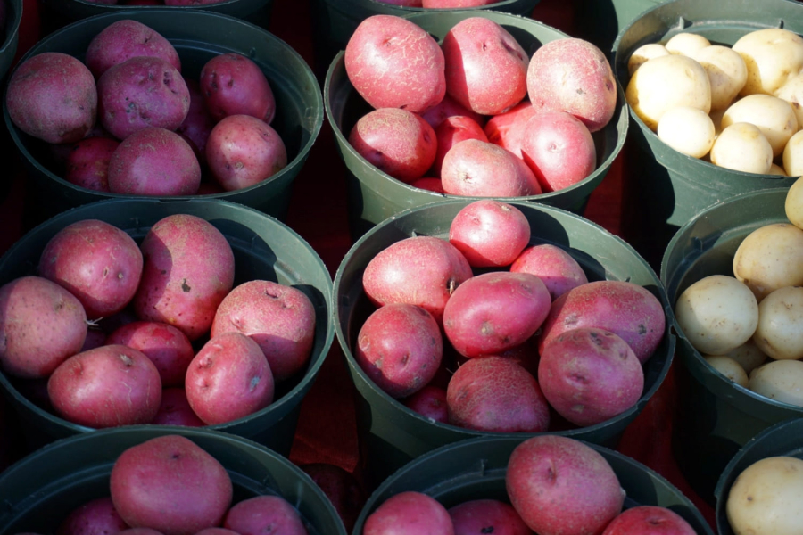 Українські науковці презентували новий сорт картоплі