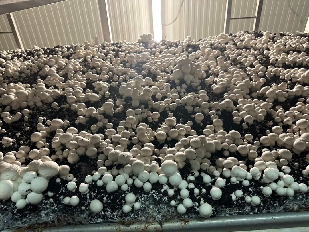 Грибна ферма