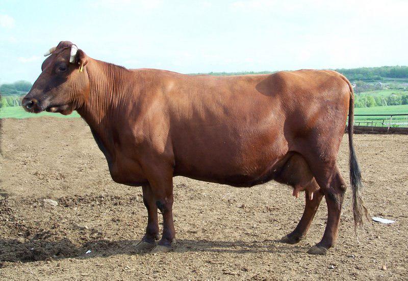 Червона степова корова