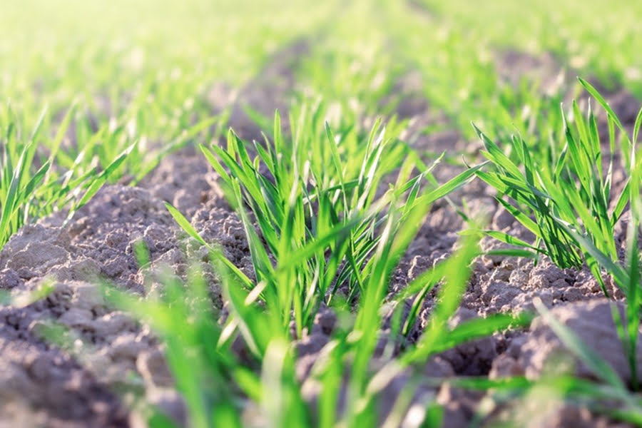 Весняний контроль бур’янів: як захистити ярі зернові від падалиці