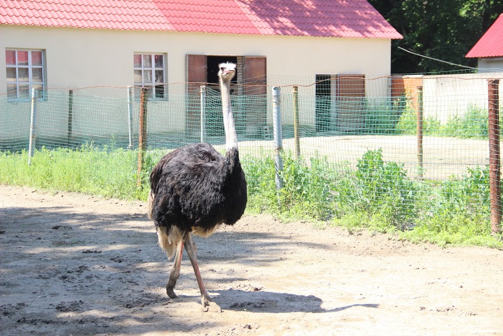 Подружжя покинуло столицю заради страусиної ферми в селі