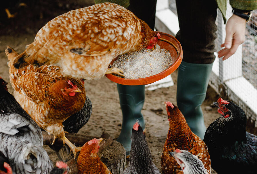 Корми для курей Яйкос