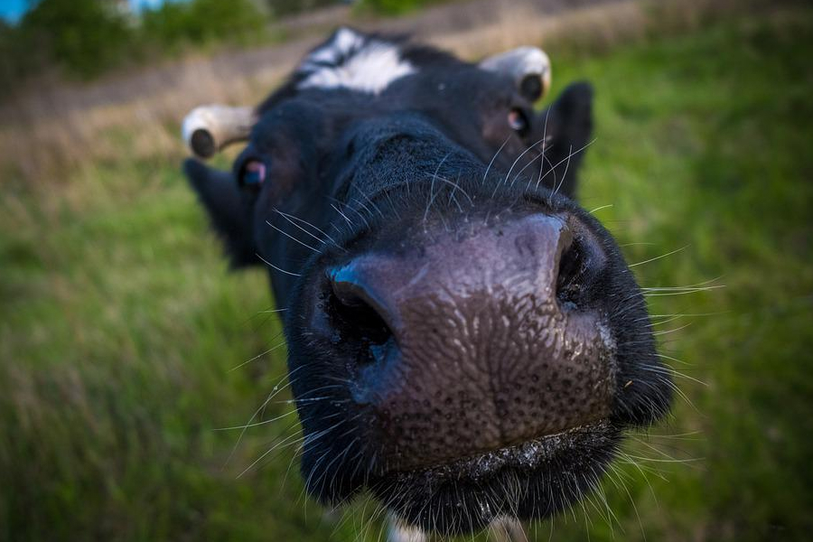 У громаді на Тернопільщині корова загинула від сказу
