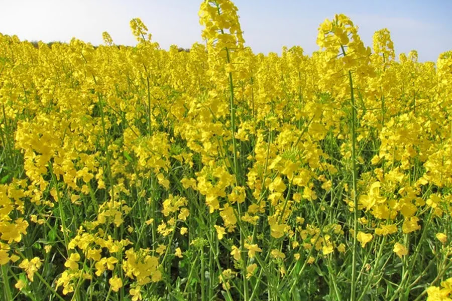 Аграрії все більше почали страхувати озимий ріпак