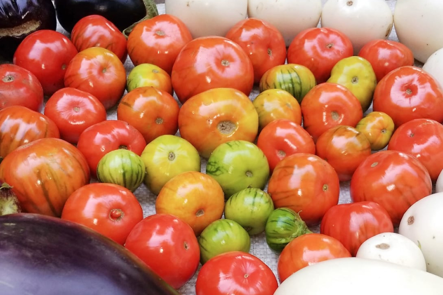 На Київщині підприємиця вирощує 200 сортів помідорів