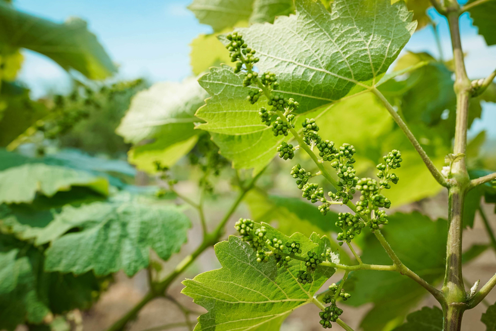 Науковець назвав заходи для боротьби з ґроновою листовійкою на винограді