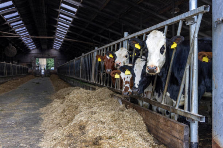Пільгове фінансування отримали 12 сімейних молочних ферм