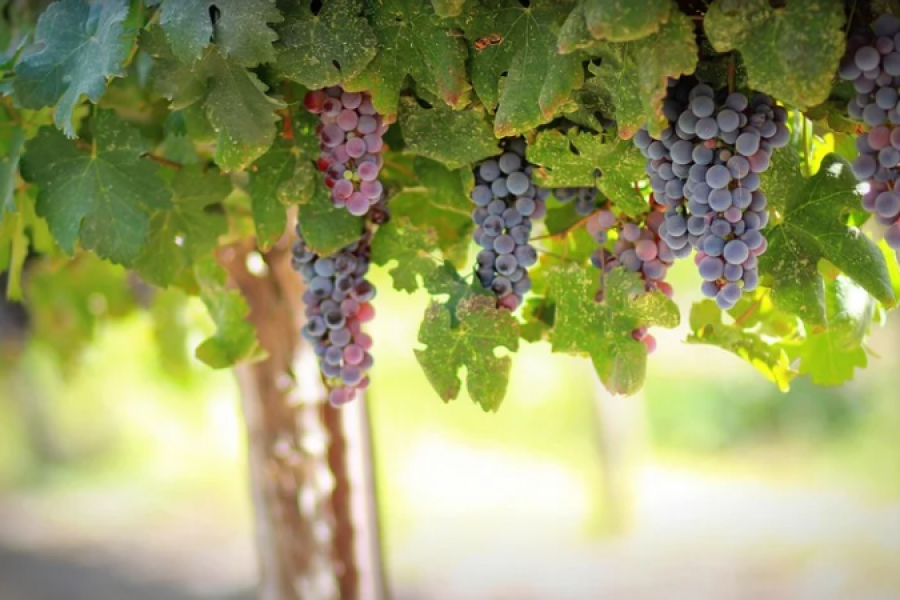 Підживлювати виноград навесні варто до початку цвітіння — експерти