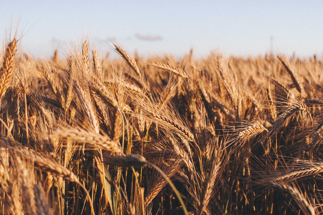 Колоски пшениці