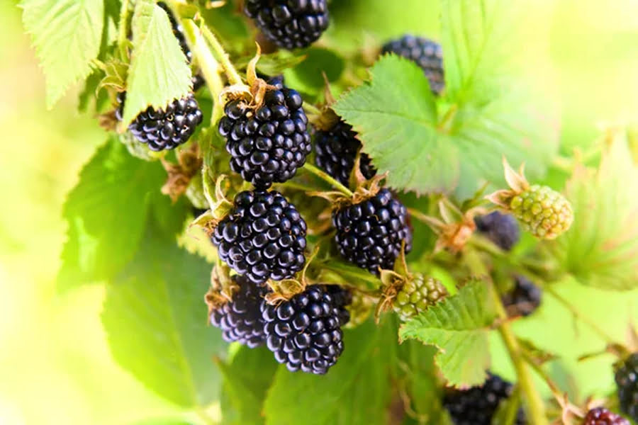 Фермери вимушені змінити підхід до вирощування ягід через зміни клімату