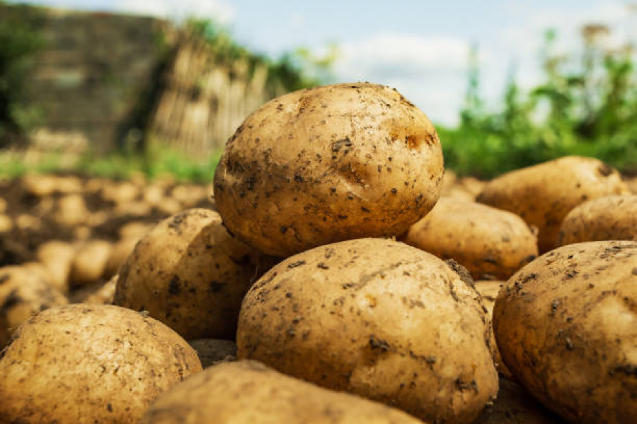 На Сумщині роздаватимуть громадам безкоштовну посадкову картоплю