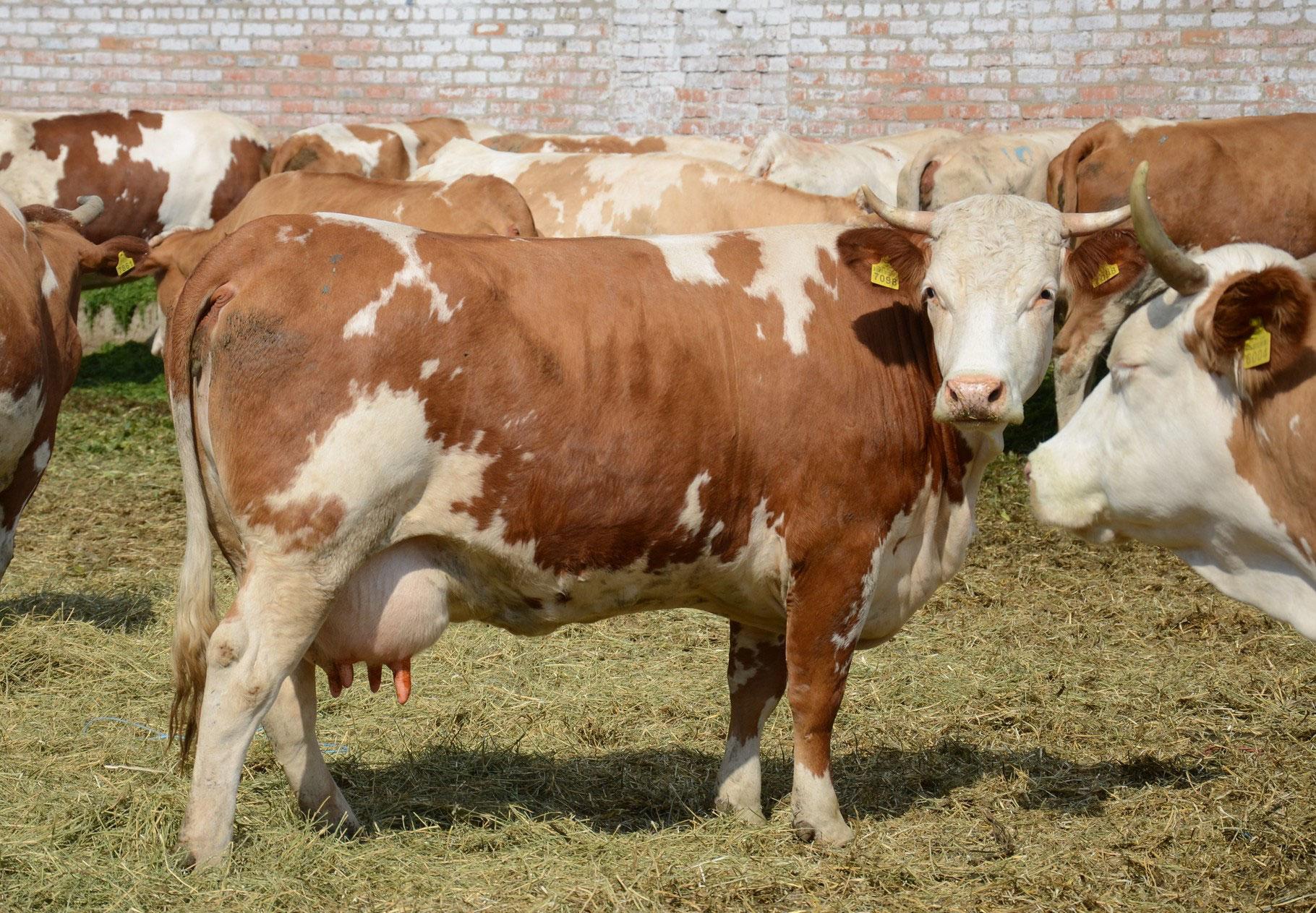 Червоно-ряба корова