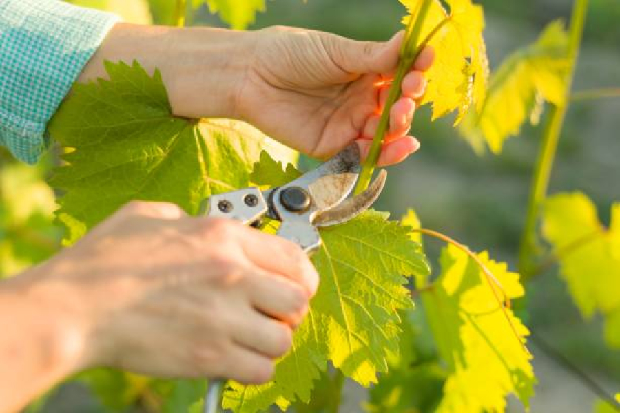 Експерти розповіли про користь карбування винограду