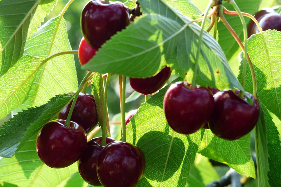 Уманська фруктова компанія планує замінити на ринку мелітопольські черешні