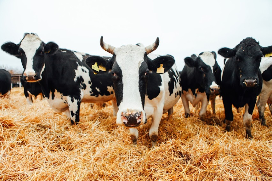 На Житомирщині корова потрапила в надзвичайну ситуацію