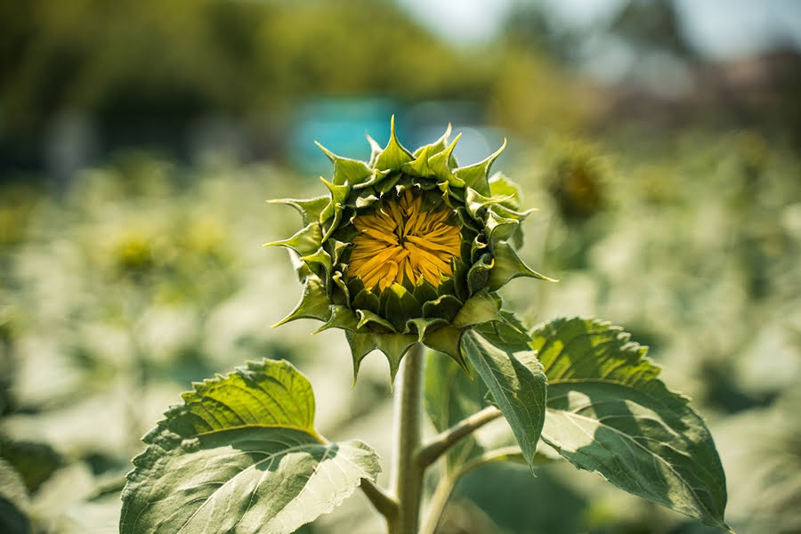 Агрофірма з Миколаївщини відмовилася від соняшника у сівозміні