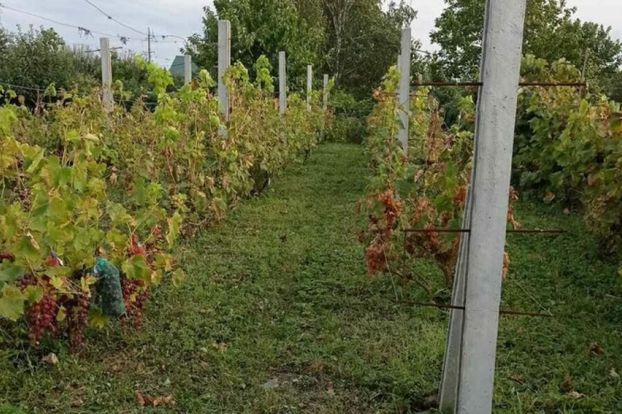 Жителька села Петрове у садку вирощує 34 сорти винограду
